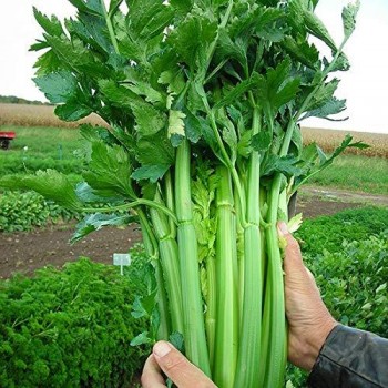 Celery (Apium Graveolens)